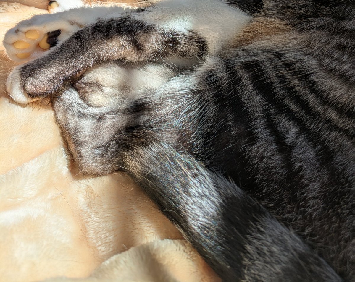 みんにゃ〜🩷🩷
午前3時頃、ママとパパと川の字で眠るようにお空に旅立ったにゃよ〜😌😌
みんにゃと少しの間お別れだけど😿また地上に遊びに来るからそれまで待っててにゃねぇ〜🩷🩷
いっぱいのお誕生日のお祝いと励ましのお言葉を胸に行って来ますにゃ〜😺😺🌈✨✨