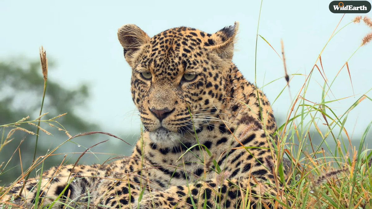 WildEarth's tweet image. Join our naturalists as they head out to see what the bush has to offer this morning. Nadine is your director, and Chulu will be chatting with you. Send us all your questions and comments!
#WildEarth