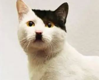 RealmOfAnimals's tweet image. You want to let your cat out, but you're afraid he may annex Austria.