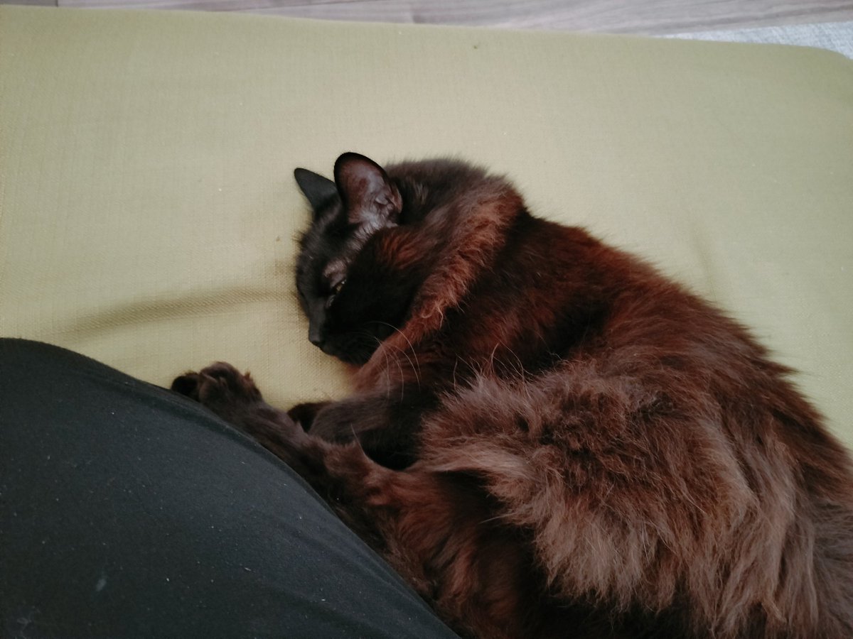 The stray cat I took in is such a gentle soul.