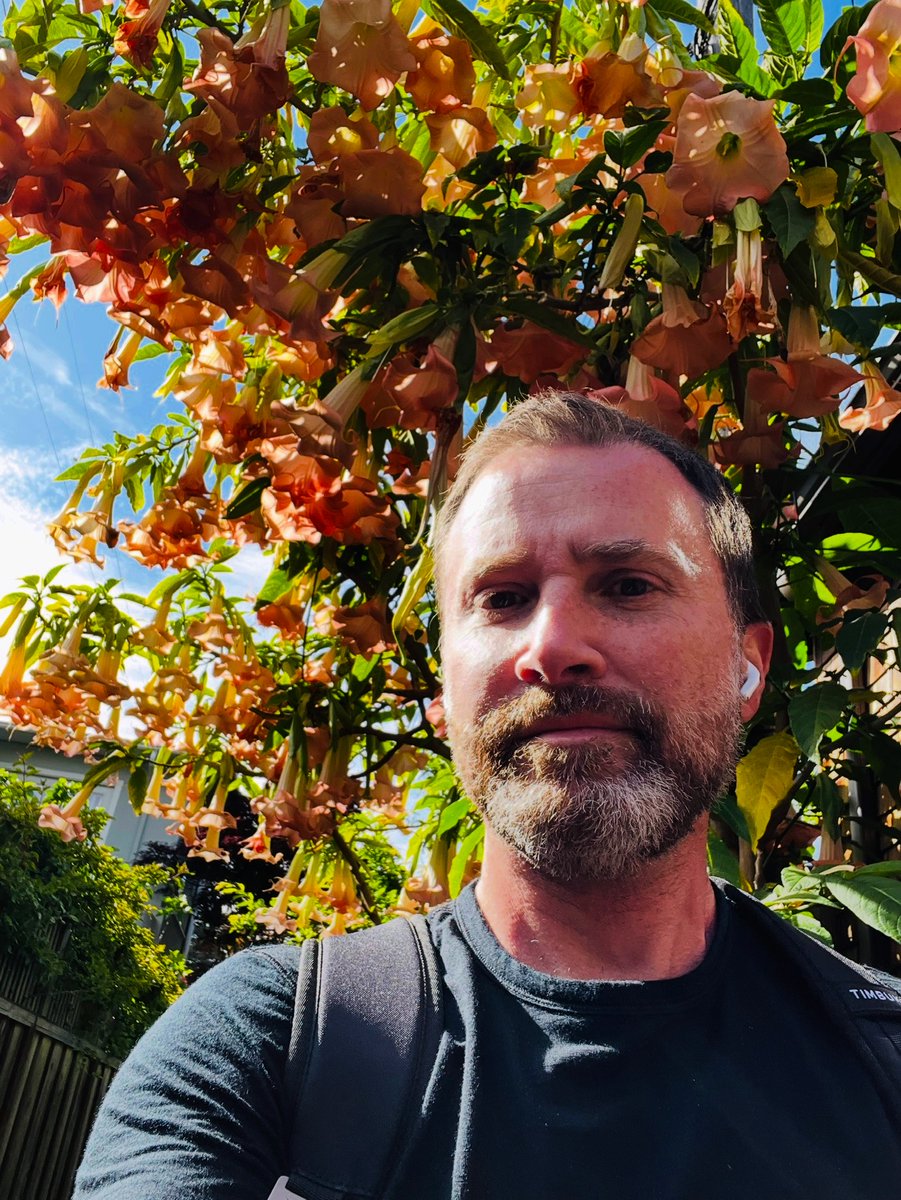 Today I walked past a nice Angel’s Trumpet (Brugmansia sp.), native to South America and  the seeds of which are full of scopolamine (hyoscine) or “Devil’s Breath” an anticholinergic drug I discuss in Most Delicious Poison! They are quite fragrant…