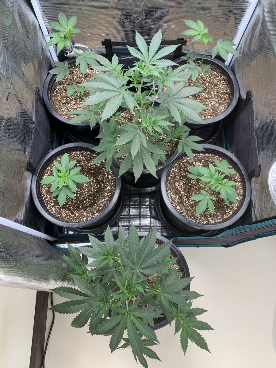 Left: 2x #Sunflower Right: 2x #EgoPunch and 1 #Snowbunny Clone 
In/out the Tent: Big ones #EgoPunch clones almost ready for flip
L Front #Gelato41BX Seed from <a href="/SeedsmanSeeds/">Seedsman</a> 
R Front #PolarVortex Seed from @Geneticanseeds 
In the back two #Sunflower clones
Have a Good one !!