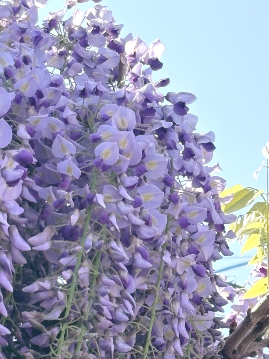おはよう
お日様がご機嫌な朝
光の加減で
藤のお花の
美しさが違って見えるのが
楽しくて夢中になっちゃう

なんかさ
人もね
自分のダメなとこって
すごく見えやすいけど
視点や角度を
変えてみたり
そこに光が当たると
魅力に変わったりするんだよね
みんな素敵の種を持っている
なんて想う朝です