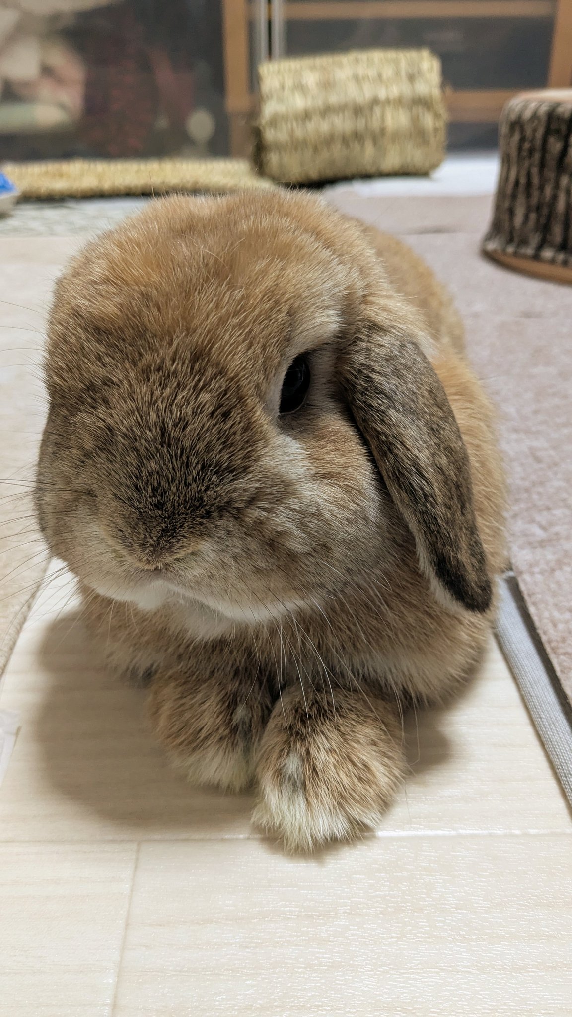 ヒロヤマ(けんた🐰) on X: ヒロヤマ(けんた🐰) on X: