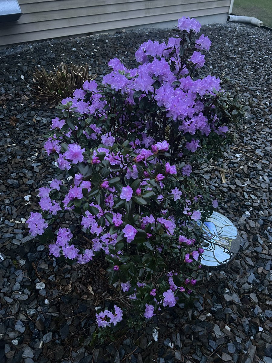 This beautiful plant is our reminder of our beautiful daughter that passed 25 years ago her grave says made on earth to bloom in heaven every year it’s still tough it’s what I wate to see each year even though it’s busy