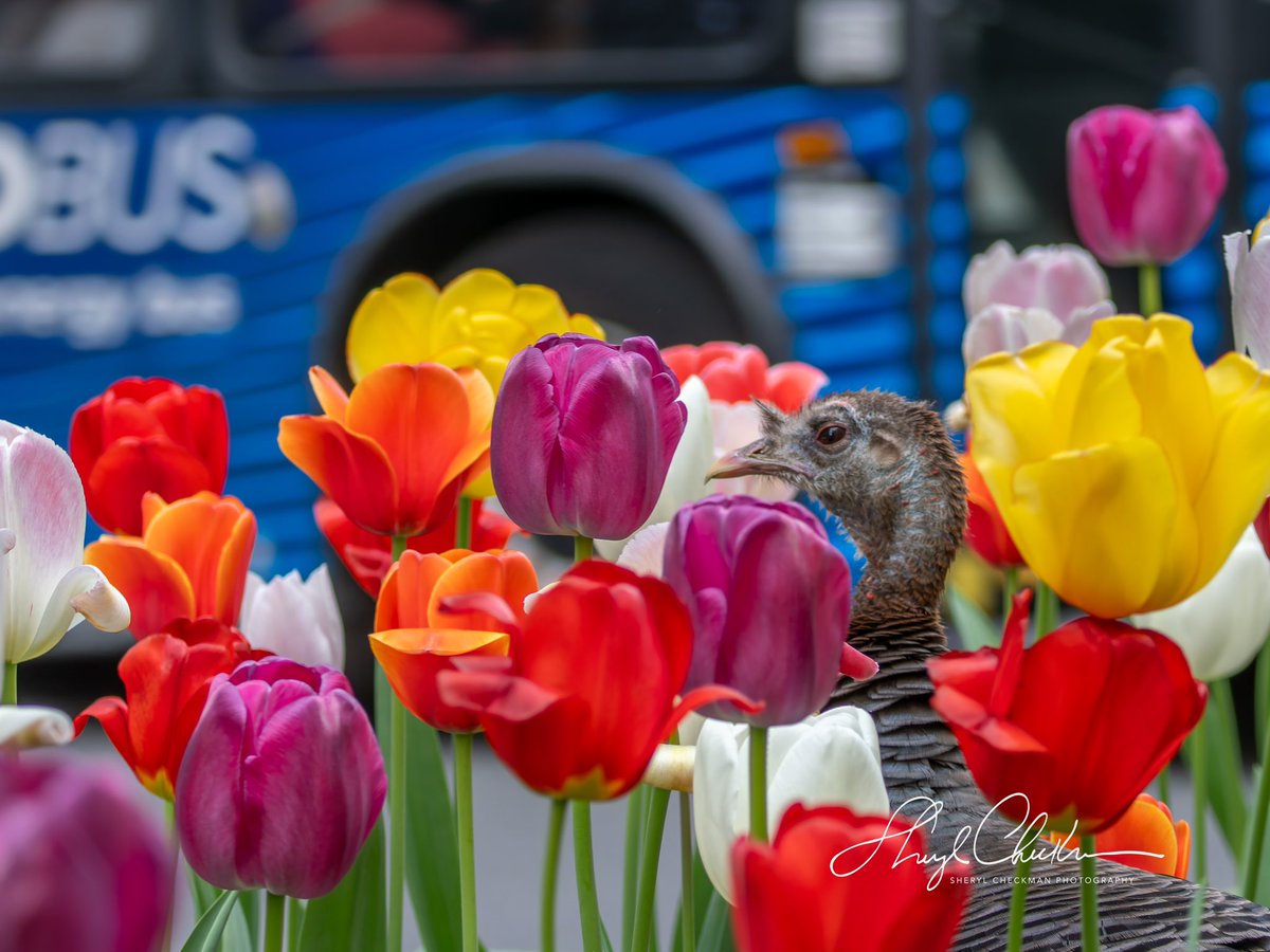 DiveArtist's tweet image. Astoria couldn’t decide whether to take a bus or a cab yesterday evening…
#astoriatheturkey #wildturkey #Astoria #birdcpp