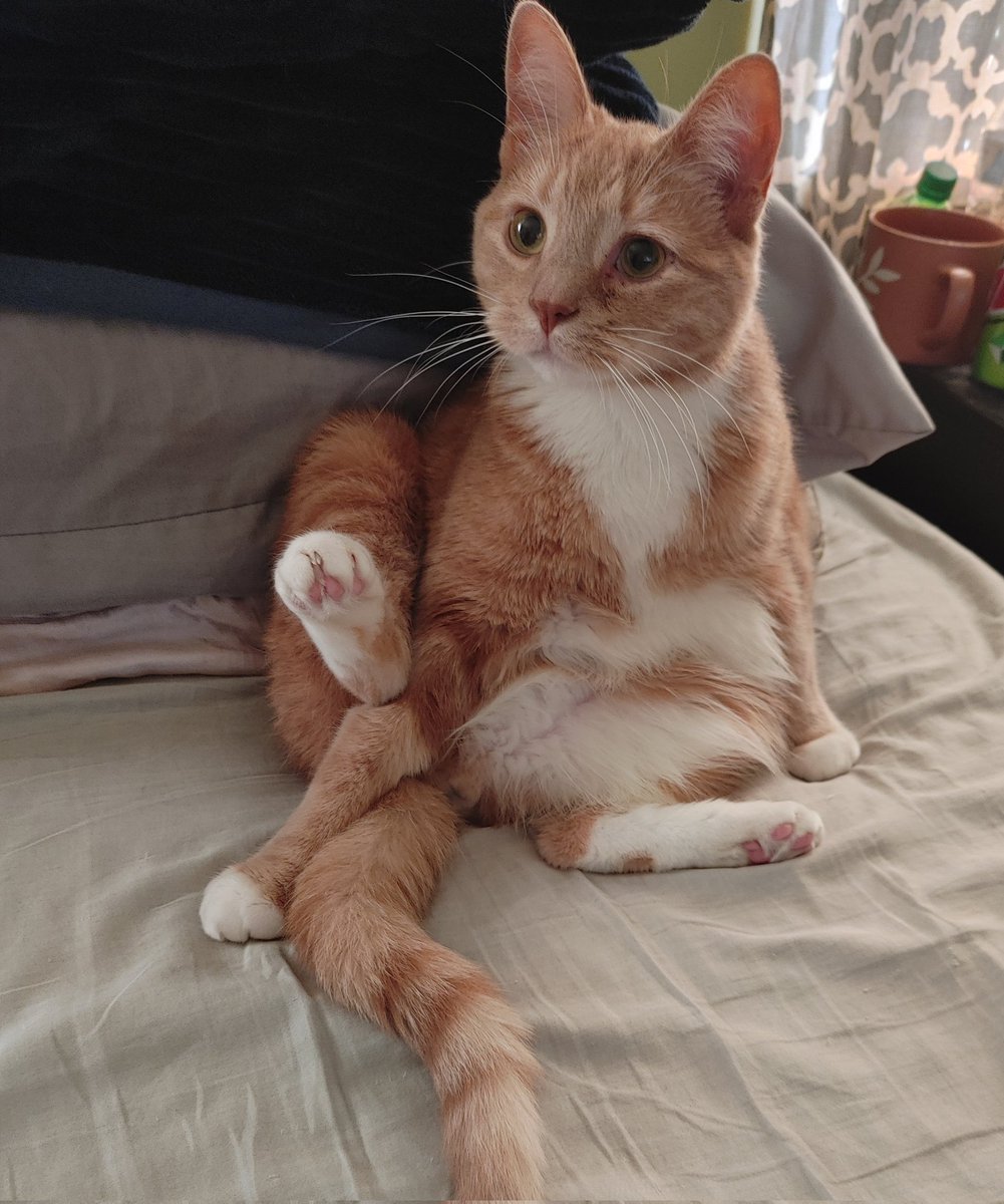 Misrella ☕ tweet media