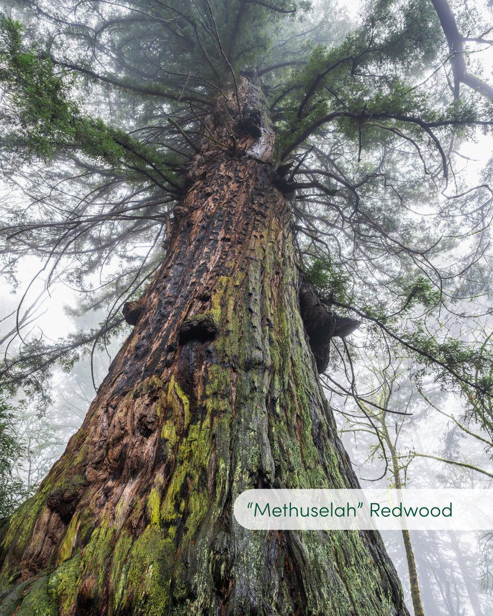 Happy #ArborDay! Let’s appreciate some of the resilient beauties of the Santa Cruz Mountains. Which redwood do you love the most? Tell us your pick in the comments!

🌲“Tentacle” Redwood
🌲“Old Tree” Redwood
🌲”Methuselah” Redwood