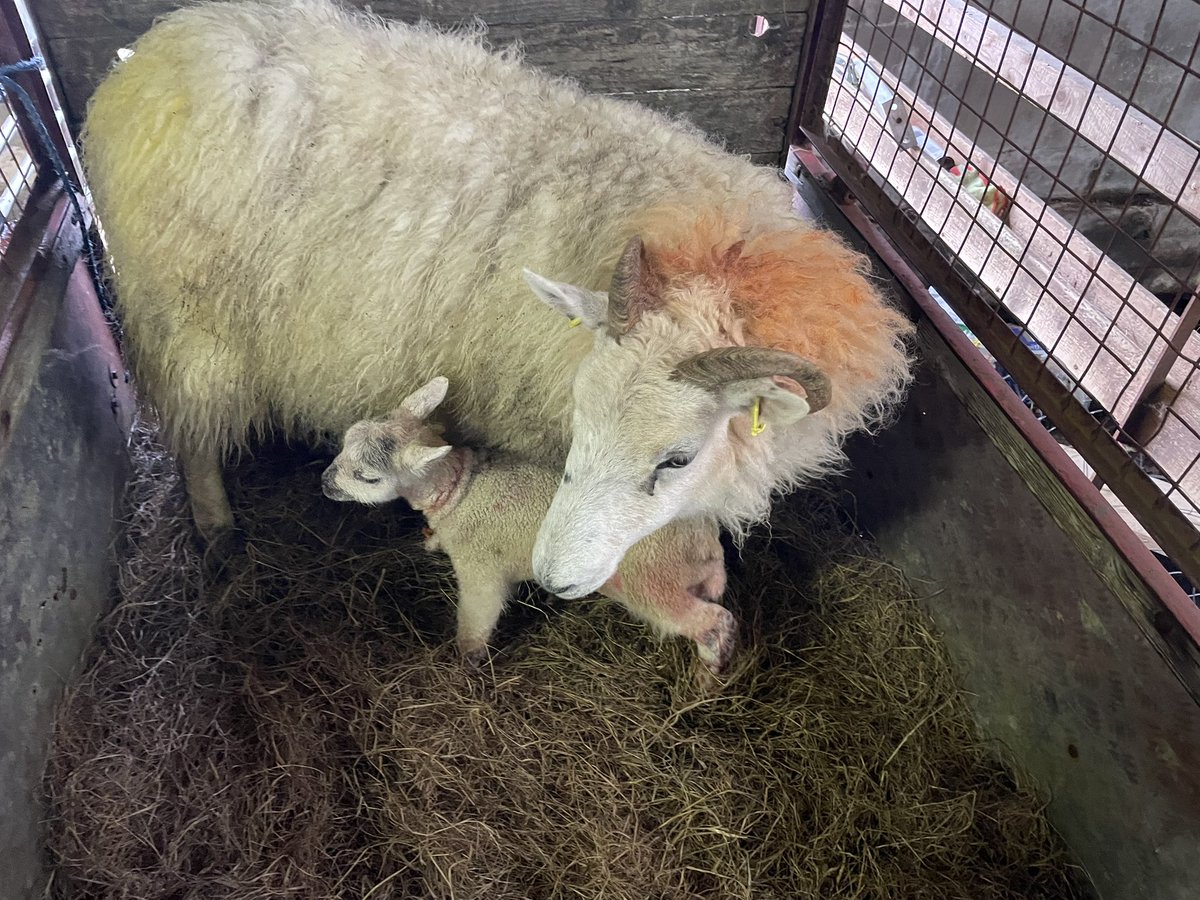 The weather ain’t helping… this isn’t the lamb this girl had last night during the night, the weather took him. So Unfortunately we had to foster a twin on to her. By means of a skin. Not a nice job, but it’s worked out. #Lambing2025