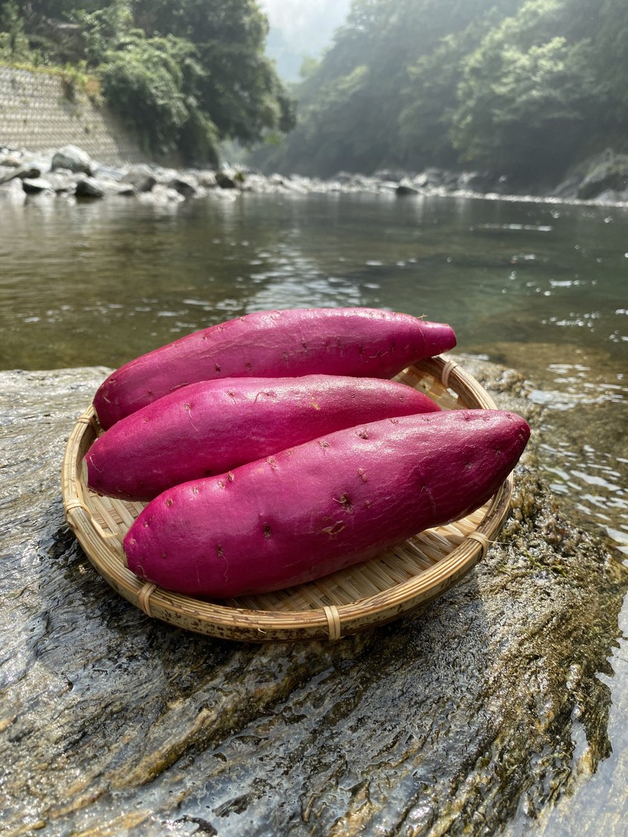 おかげさまで、ネット・店舗ともに販売が好調で、今シーズンのさつまいもの在庫が残りわずかとなっております。

昨年は8月末まで販売しておりましたが、今年はこのペースでいくと早ければ6月末ごろに販売終了となる見込みです。

なお、例年と同様、在庫が無くなり次第、店舗は一時休店となります🙇🙇‍♀️