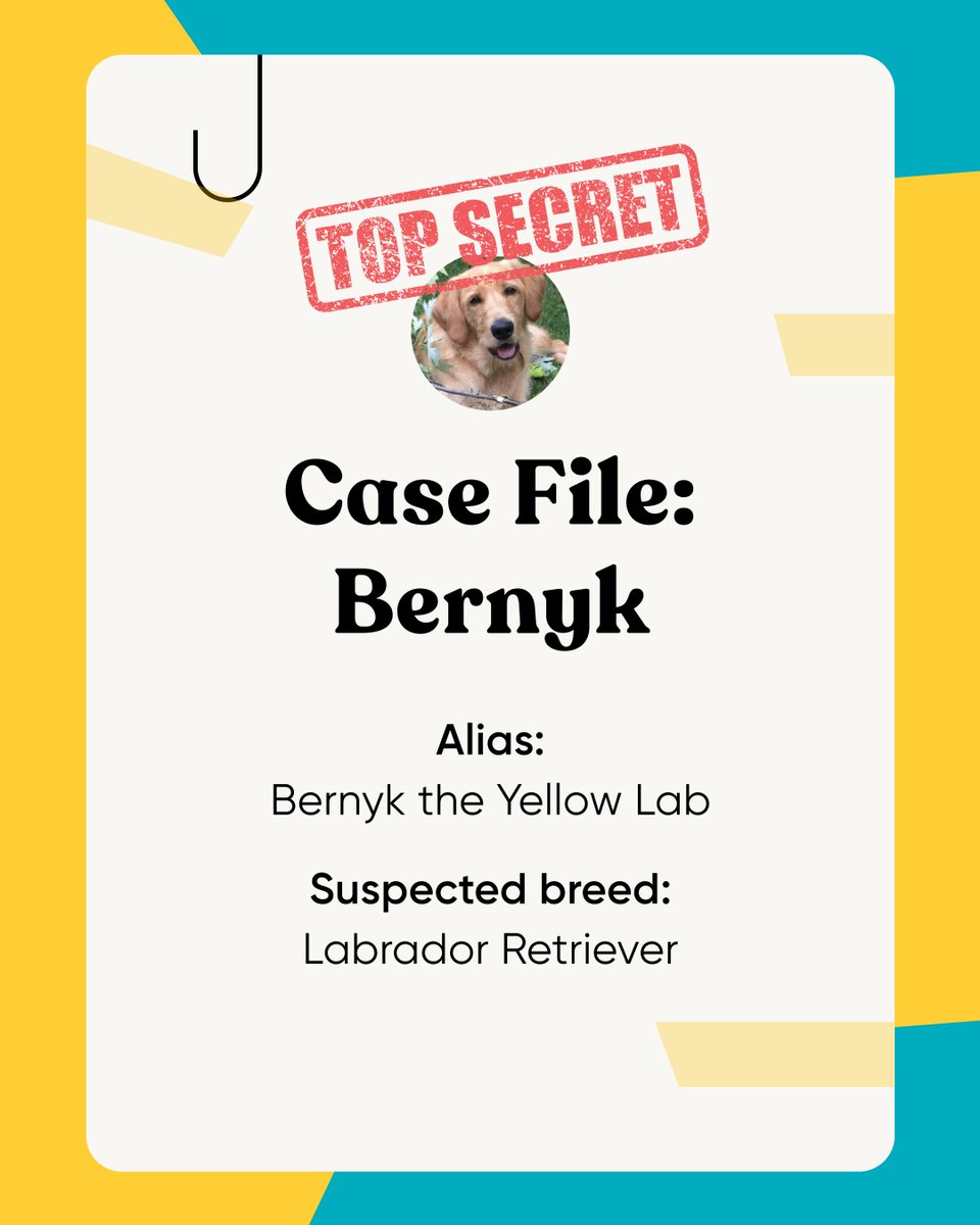 Happy DNA Day! 🧬 Did you know that 100% of online guesses got Bernyk’s primary breed wrong? Was he truly a Yellow Lab? Could he be a Golden Retriever? The investigation was stuck, but new DNA evidence broke this case wide open. 🔍

Follow the clues: bit.ly/4lFW0mf