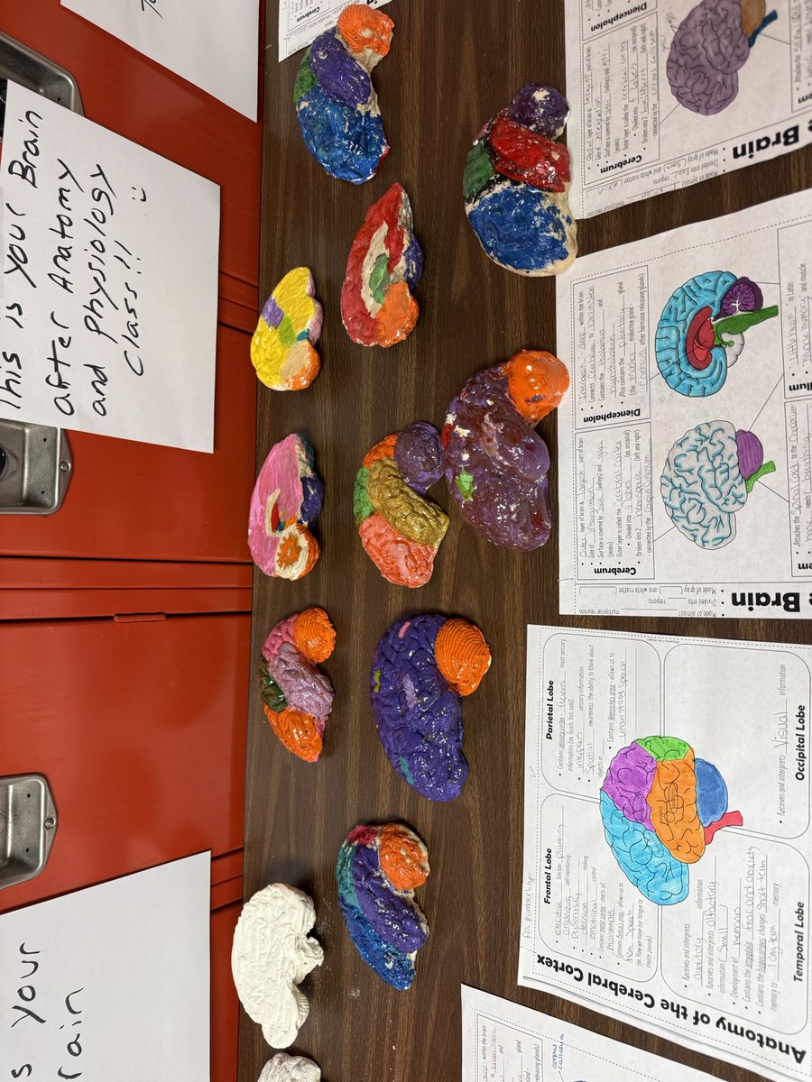 Anatomy students made brains out of baking soda and corn starch dough. They turned out really good!