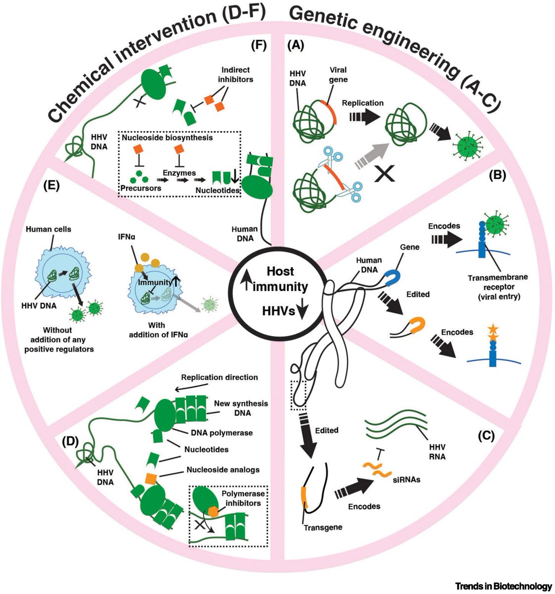 Cell Therapy News (@celltherapynews) on Twitter photo This <a href="/TrendsinBiotech/">Trends in Biotechnology</a> review explores human herpesviruses 6 and 7 reactivations in CAR-T cell therapy and discusses mitigation strategies during allogeneic CAR-T cell manufacturing.
📖 Learn more: bit.ly/4jJKgNW This <a href="/TrendsinBiotech/">Trends in Biotechnology</a> review explores human herpesviruses 6 and 7 reactivations in CAR-T cell therapy and discusses mitigation strategies during allogeneic CAR-T cell manufacturing.
📖 Learn more: bit.ly/4jJKgNW