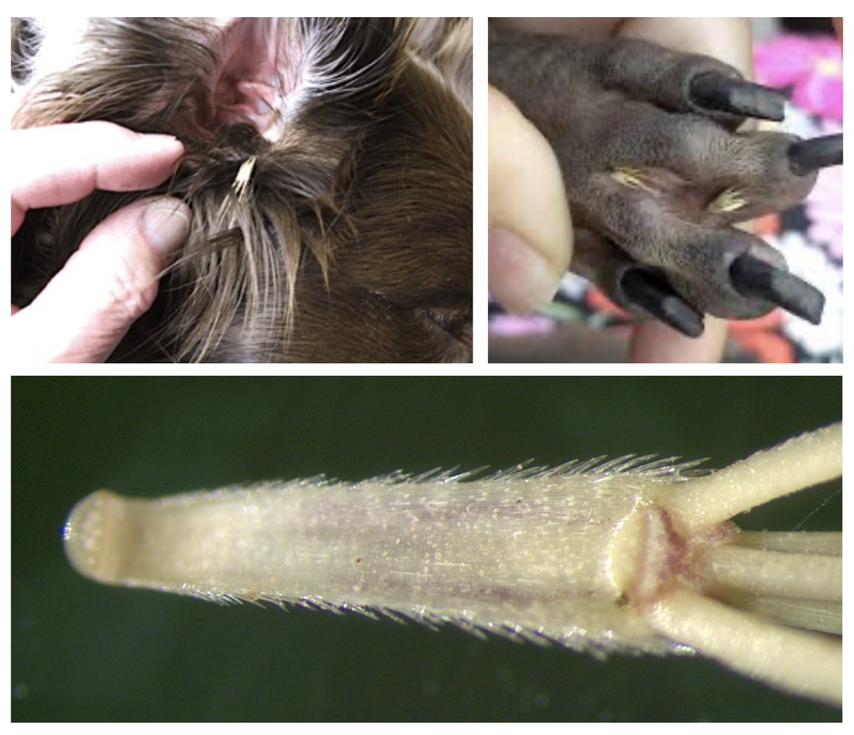 Weeds hurt dogs and add fire risk–cut them by April 30
walkbikecupertino.org/2025/04/weeds-…