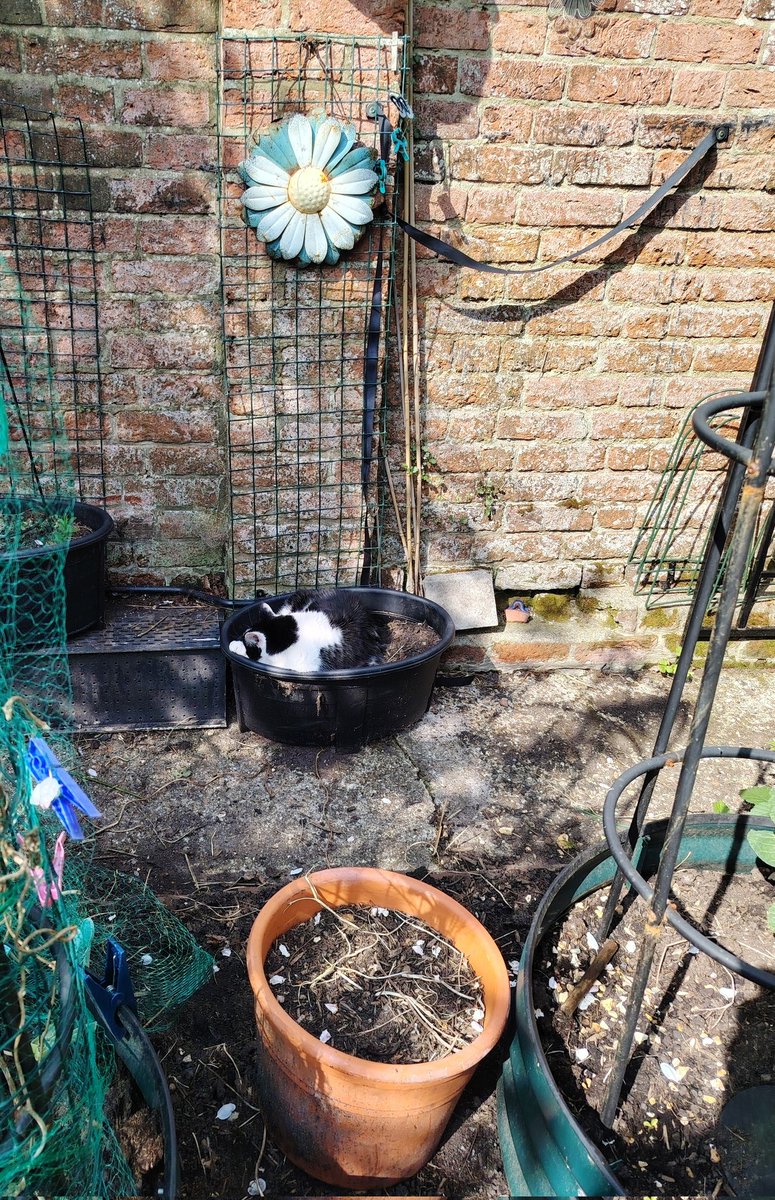 The garden is taking shape! #CatsOfTwitter  #gardening  #poppet