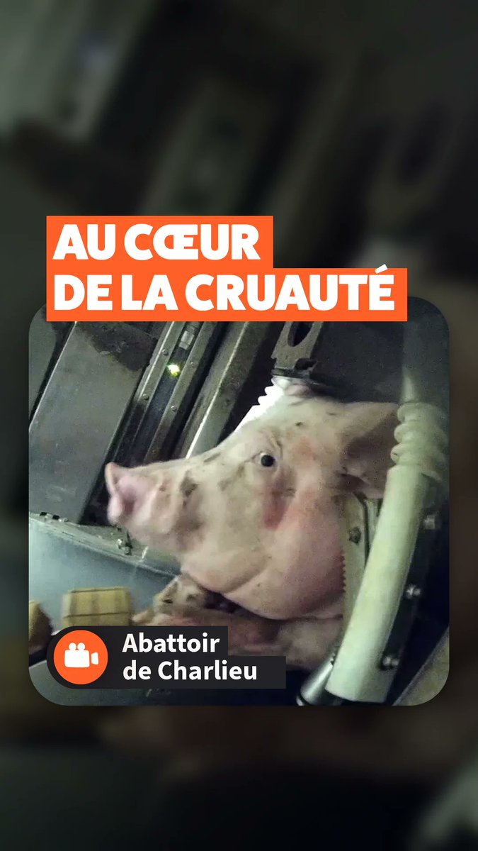 Avec les nouveaux massacres dénoncés par <a href="/L214/">L214 éthique & animaux</a>, on comprend qu'il y a une totale incompatibilité entre les fonctions du ministre de l'agriculture qui défend les abattoirs et serait "chargé" de la protection animale !

<a href="/afpfr/">Agence France-Presse</a> 
<a href="/libe/">Libération</a> 
<a href="/lemondefr/">Le Monde</a> 
<a href="/RTLFrance/">RTL France</a> 
<a href="/BFMTV/">BFMTV</a> 
<a href="/franceinfo/">franceinfo</a>