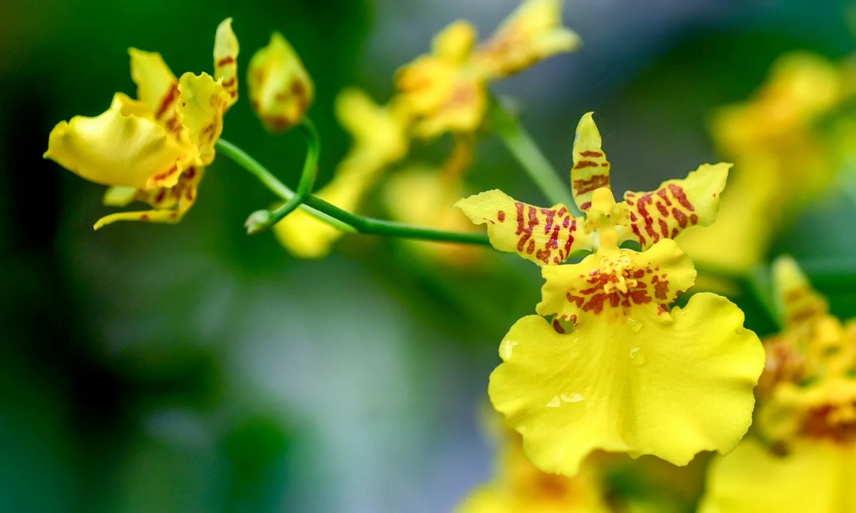 Pasquesis's tweet photo. This Oncidium orchid gets its common name "Dancing Lady" from the distinctive shape of its petals which resemble the full skirt of a ball gown... Large sprays of blossoms on healthy plants... while supplies last. https://t.co/ibCat3ngGk #orchid #dancinglady #FlowersOnFridays https://t.co/hEBlbpDaVe