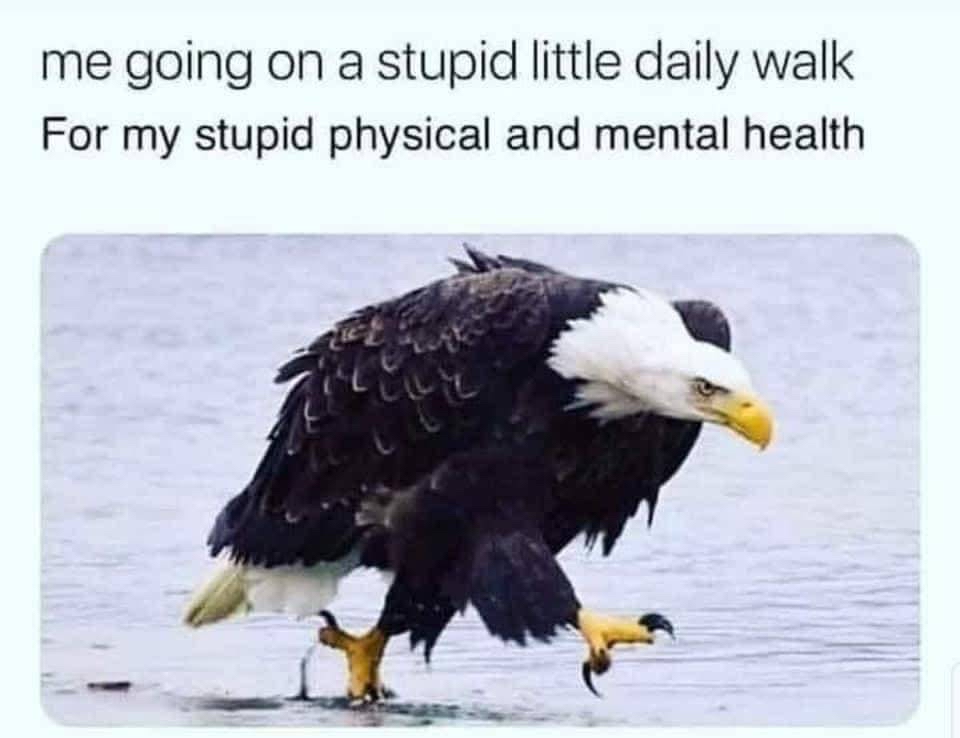 RealRebelCircus's tweet image. We all need our daily walkies 🥹