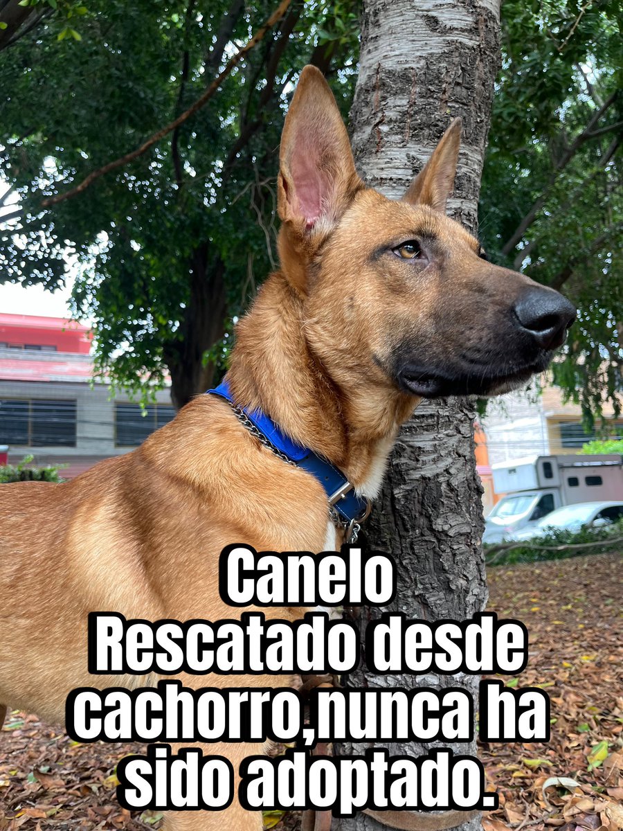 Tristemente es la historia de muchos perritos rescatados que nunca logran ser adoptados.🥺💔

Aún estamos a tiempo de cambiar el futuro de Canelo,compártelo muchísimo por favor para encontrarle una familia pronto.

Tiene 2 años,talla grande,protocolo completo.
Estamos en CDMX.