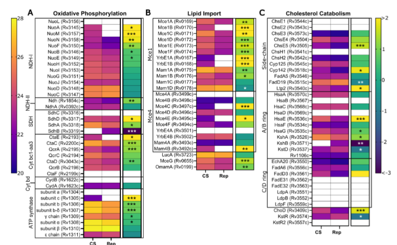 Mycobacterium tuberculosis (Mtb) excels at surviving in the human host by entering a non-replicating, dormant state. In #mSystems, researchers examined the proteomic changes that Mtb undergoes in response to carbon starvation, which models dormancy. asm.social/2nN