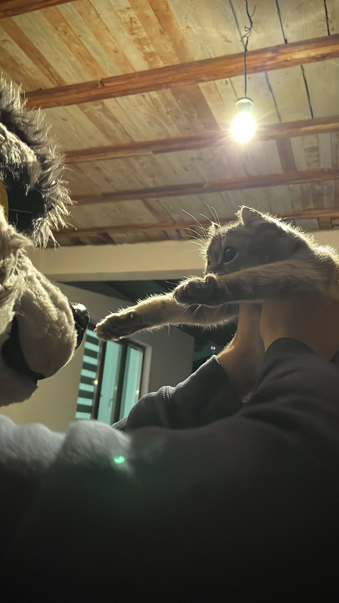 roykh_exe's tweet image. We were sitting on his parents’ porch, talking about everything and nothing. Out of nowhere, a cat came running up. I’ve always had a soft spot for those little fluffy souls. It felt so warm and sweet—like a quiet little moment of magic, seeing two soft creatures side by side.