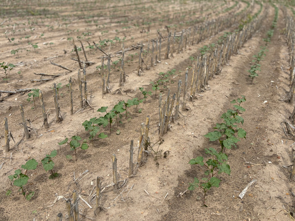WKREC (@kstatewkrec) on Twitter photo 🌱 Early-season weed control is critical for cotton in Kansas!
Slow canopy = early vulnerability to weed pressure. Learn key strategies for burndown, residuals, and resistance management in the latest <a href="/KStateAgron/">K-State Agronomy</a> update: eupdate.agronomy.ksu.edu/article/early-…
#KState #Agronomy #Cotton 🌱 Early-season weed control is critical for cotton in Kansas!
Slow canopy = early vulnerability to weed pressure. Learn key strategies for burndown, residuals, and resistance management in the latest <a href="/KStateAgron/">K-State Agronomy</a> update: eupdate.agronomy.ksu.edu/article/early-…
#KState #Agronomy #Cotton