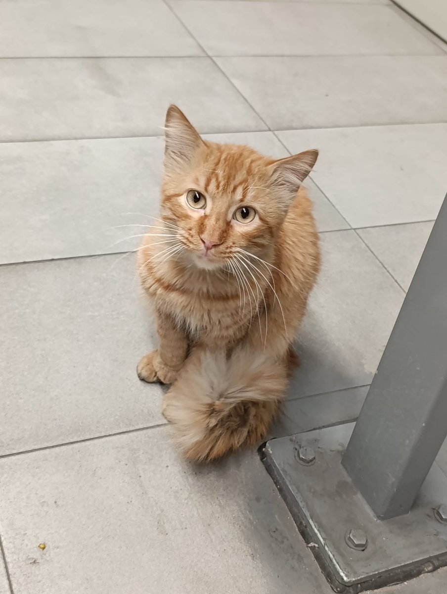 bloodyraintatii's tweet photo. no he visto al gatito pequeño pero sí al naranja y está COJEANDO, se acerca mucho a la gente maullando y seguro que se deja coger, si alguien lo puede acoger o al menos llevar a tratar lo agradecería mucho 😔 #SanBernardo #Sevilla https://t.co/xg3bjdujWN