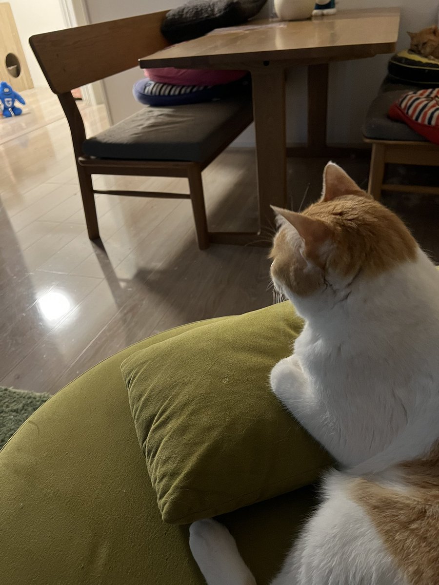 zpSMAfIMwZ8984's tweet photo. おはようございます🌞

おや、誰かいますね...

#モフレムデー
#ガンバ大阪 #GAMBAOSAK

#猫好きさんと繋がりたい #猫大好き #猫と暮らす

みかん🍊さくら🌸すもも🍑 https://t.co/EOsIt0YOcp