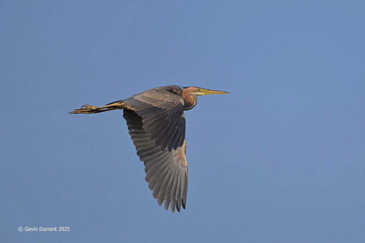 Gavin Durrant (@gavindurrant1) on Twitter photo Purple Heron flypast at Carlton marshes this evening <a href="/SWT_NE_Reserves/">Suffolk Wildlife Trust North East Reserves</a> <a href="/suffolkwildlife/">SuffolkWildlifeTrust</a> Purple Heron flypast at Carlton marshes this evening <a href="/SWT_NE_Reserves/">Suffolk Wildlife Trust North East Reserves</a> <a href="/suffolkwildlife/">SuffolkWildlifeTrust</a>
