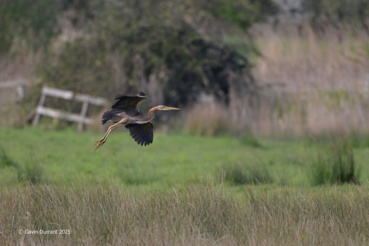 GavinDurrant1's tweet image. More of the Purple Heron today at Carlton marshes @SWT_NE_Reserves @suffolkwildlife