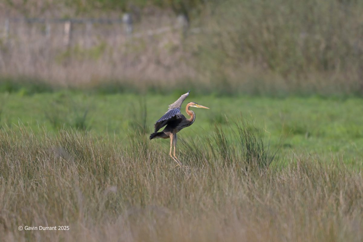 GavinDurrant1's tweet image. More of the Purple Heron today at Carlton marshes @SWT_NE_Reserves @suffolkwildlife