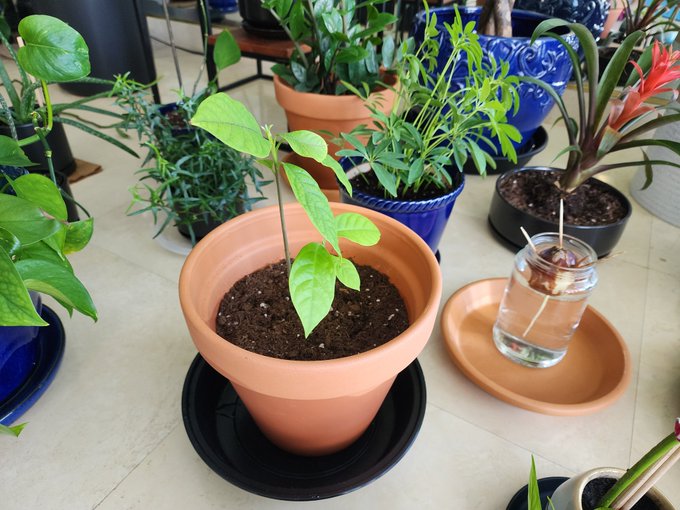 Watch Kalina Ryu's leaked NSFW photo on TwXstars