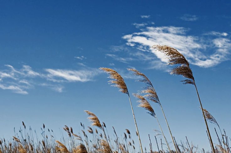 In una epoca dove siamo sommersi tutti i giorni di Parole, suoni, eventi, conferenze… non sappiamo più comprendere il prezioso linguaggio del SILENZIO… del “vento leggero”… che è spesso… il modo in cui Dio vuole farsi Trovare. (I Re 19:11-13)