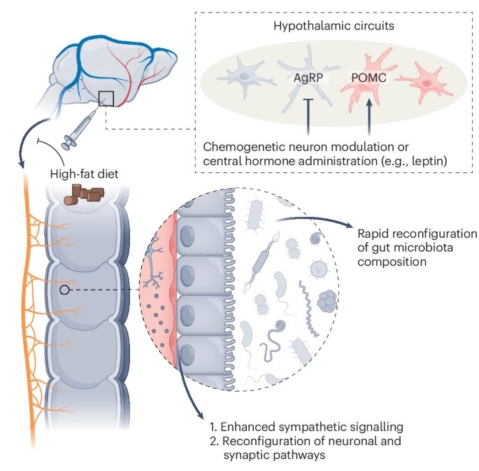 We know the #microbiome can influence the brain, but the brain can also influence the microbiome! 

#MedTwitter #GITwitter 

nature.com/articles/s4225…