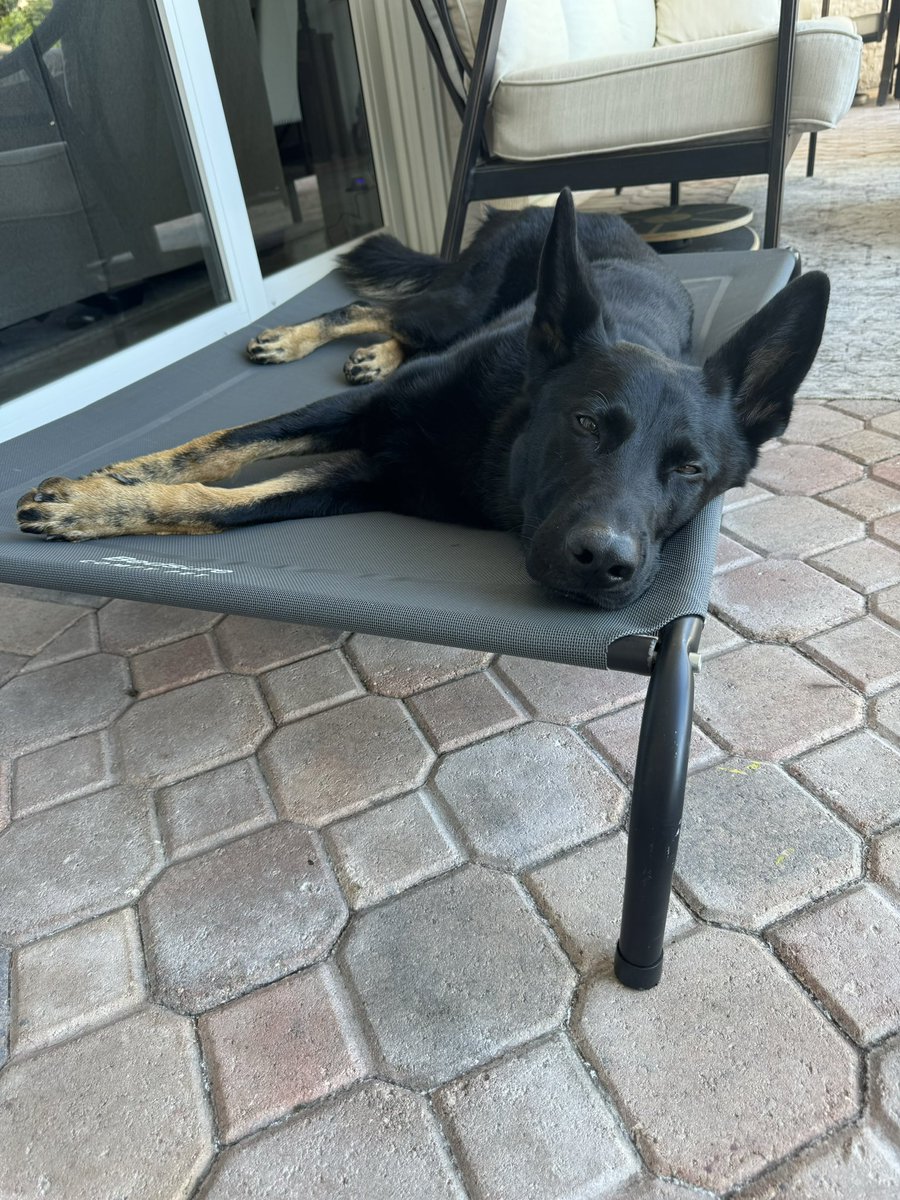 Tukah is back resting from his 2 root canals at the vet, luckily they were able to save the 2 broken teeth. 

Gonna take the rest of the day off to make sure he recovers well. I’ll try to make up for it with a weekend stream on Sunday.