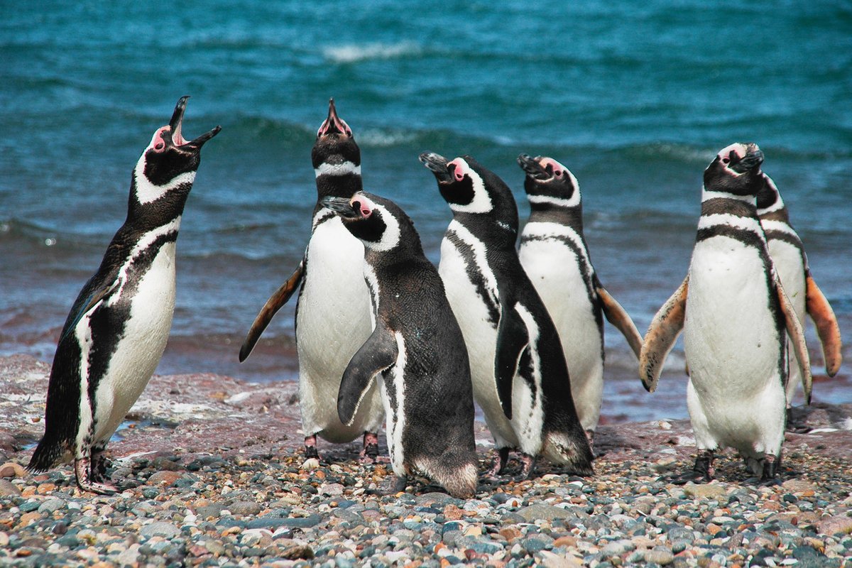 #Mundo
Los esfuerzos para preservar los pingüinos no son suficientes. Científicos de #Chile  #Perú y #Argentina  atribuyen  amenazas al cambio climático, las especies invasoras, la pérdida de hábitat y las redes de pesca.
#diamundialdelpinguino 

tinyurl.com/23r77yd5