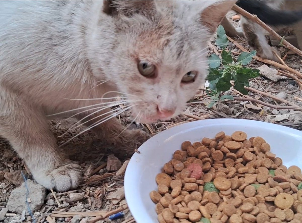 Animal Friends Shelter tweet media