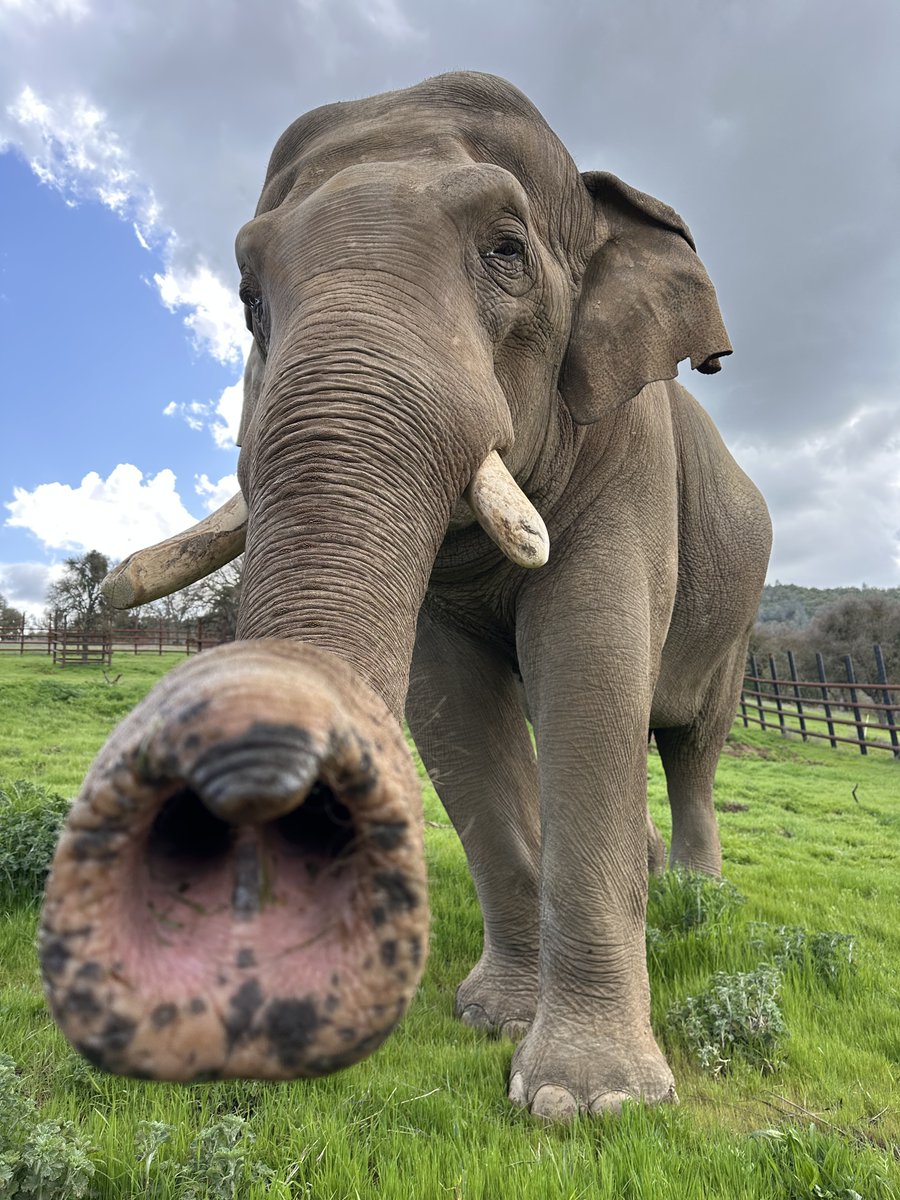 A little trunk love from our Asian bull elephant Nicholas!
#trunk #elephant #paws #sanctuary #asianelephant