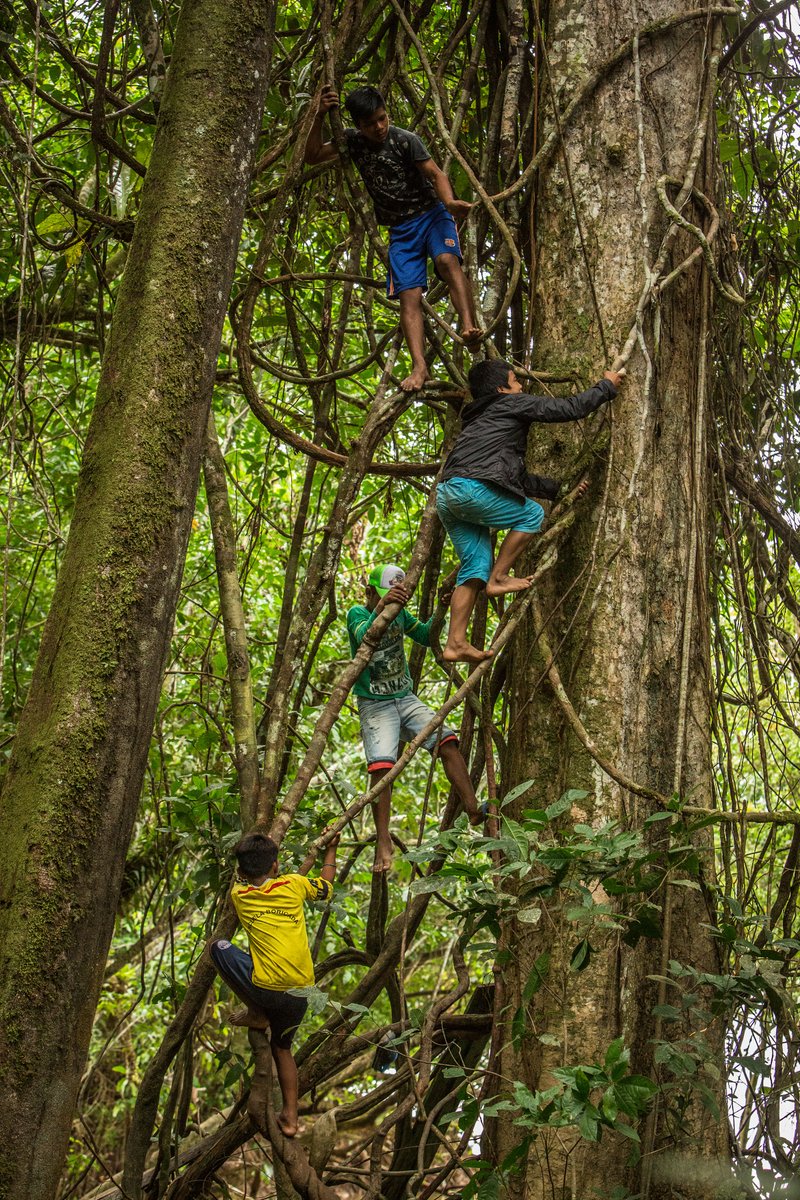 🌿 Happy Arbor Day from the Amazon! 🌿

Today, we celebrate the towering giants and tangled lianas that sustain life in the forest. Because when we protect the forest, we protect the future. #ArborDay #ForestGuardians