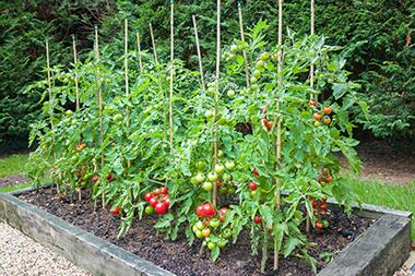MUExtAgEnviron's tweet image. Did you know that tomatoes are the most popular home garden crop in America? MU Extension has information on soil preparation, seed transplanting and more on April 30 in a no-cost workshop in Jefferson City. Register today to grow your best tomato crop! extension.missouri.edu/events/worksho…