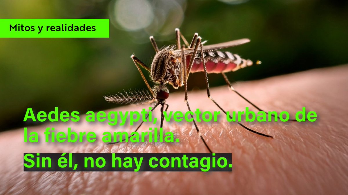 Uniandes (@uniandes) on Twitter photo 💉🦟 ¿Todavía crees que la vacuna contra la fiebre amarilla es cada 10 años?
El profesor John Mario González (<a href="/johnmgonzalez/">John M. González</a>) de <a href="/MediUniandes/">Facultad de Medicina - Universidad de los Andes</a> desmiente este y otros mitos frecuentes sobre esta enfermedad en Colombia.
🧵 ¡Abre hilo para no caer en errores! 👇
#FiebreAmarilla 💉🦟 ¿Todavía crees que la vacuna contra la fiebre amarilla es cada 10 años?
El profesor John Mario González (<a href="/johnmgonzalez/">John M. González</a>) de <a href="/MediUniandes/">Facultad de Medicina - Universidad de los Andes</a> desmiente este y otros mitos frecuentes sobre esta enfermedad en Colombia.
🧵 ¡Abre hilo para no caer en errores! 👇
#FiebreAmarilla