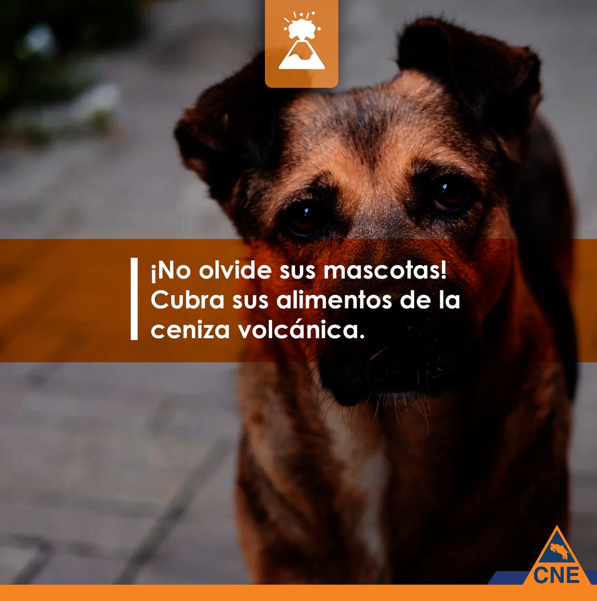 ¡No bajemos la guardia! 🫡

Estas son algunas recomendaciones ante la actividad del volcán Poás 🌋

🔴 Alerta Roja para el área del Parque Nacional Volcán Poás ​
🟠 Alerta Naranja para Sarchí y Grecia ​
🟡 Alerta Amarilla para Alajuela, Poás, Naranjo, Río Cuarto y Zarcero