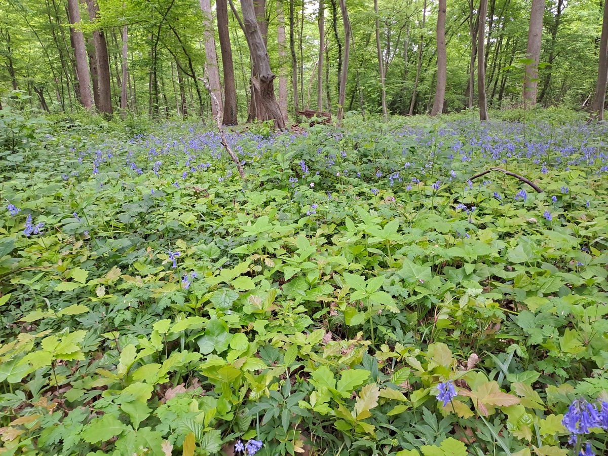 Kriegback's tweet image. Could you see Roberts ?
#hyacinthoides #non #scripta #bluebells #geranium #robertianum #forest #forêt