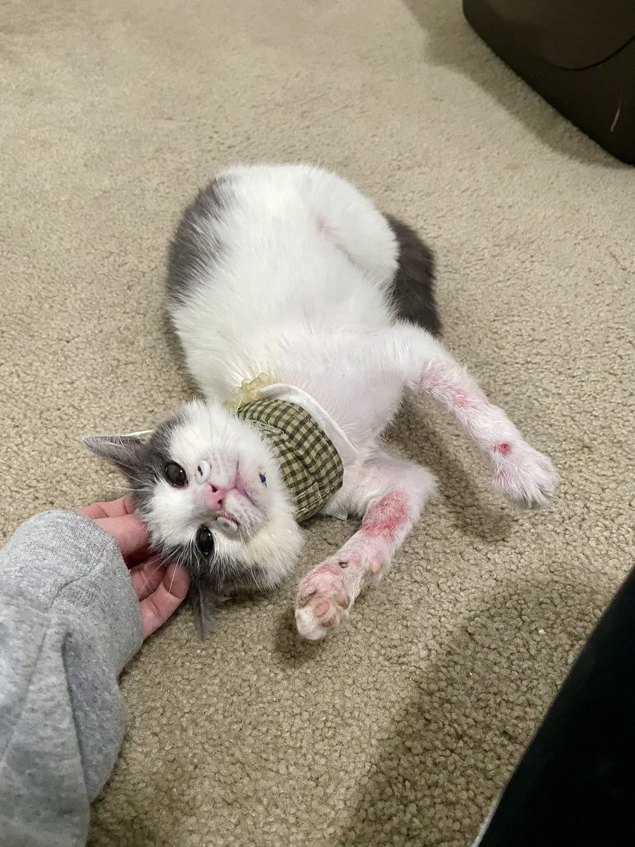 Friends of Bear Cat Rescue tweet media