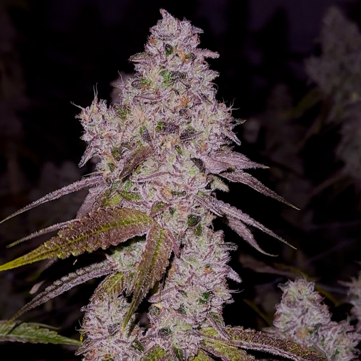 Fig Farms tweet media