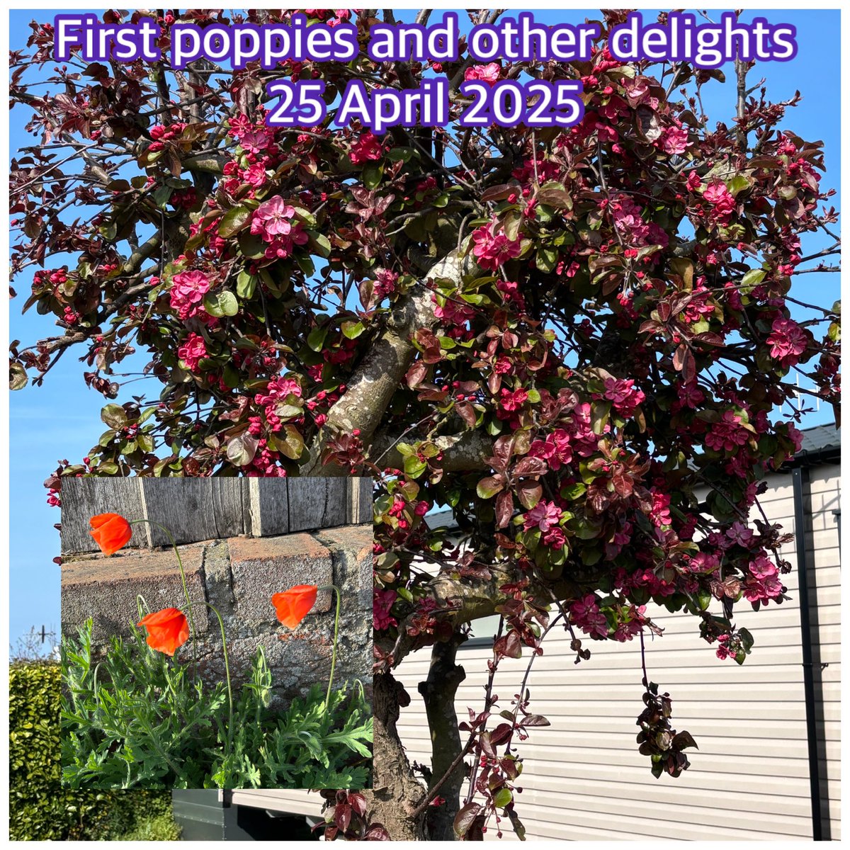 Day full of domesticity. Trip to <a href="/waitrose/">Waitrose & Partners</a> Saxmundham - how come it’s always £100😱even when there isn’t much on the list🤩? Exciting afternoon doing laundry &amp; other chores😁. Delicious evening meal &amp; lovely conversation with #MarkandSusan + a lift home - 1st ride in a Tesla. 😴.