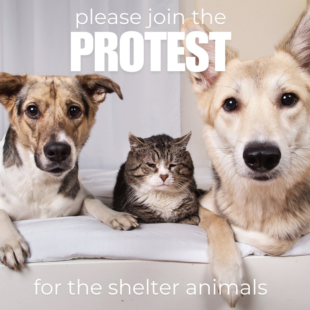 TomJumboGrumbo's tweet image. LA Mayor Karen Bass is closing THREE Los Angeles animal shelters

This devastating decision means an enormous LOSS of critical jobs, countless kennels and thousands of lives.

These animals have no voice—so we must be theirs.

📍 Please help us by joining Monday’s protest:
📅…