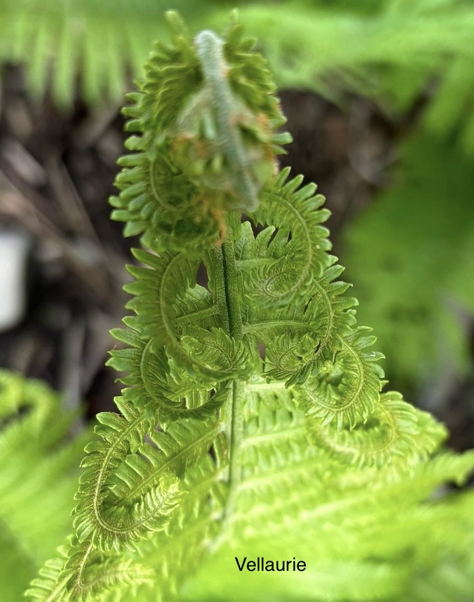 #fernfriday “Let your life lightly dance on the edges of time like dew on the tip of a leaf.” #gardening #greenery #spring #ferns #nature #MyGarden