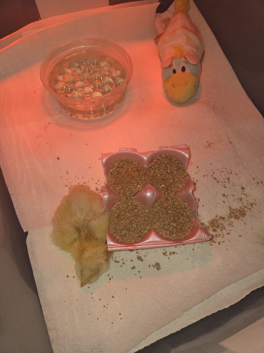 Dawn Logan (@mslogan2311) on Twitter photo 1 ๐ค decided to hatch AFTER the siblings left to be rehomed. Spending the weekend with me, cuddling with an emotional support stuffed ๐ so she's not alone <a href="/Humble_Science/">Humble ISD Elementary Science</a> <a href="/HumbleISD_RCE/">Ridge Creek Elem</a> 1 ๐ค decided to hatch AFTER the siblings left to be rehomed. Spending the weekend with me, cuddling with an emotional support stuffed ๐ so she's not alone <a href="/Humble_Science/">Humble ISD Elementary Science</a> <a href="/HumbleISD_RCE/">Ridge Creek Elem</a>