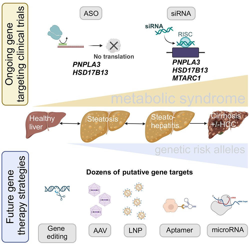hepaticcellnews's tweet photo. Curious about #GeneTherapy for steatotic liver disease (SLD)? 🧬

@WeillCornell's Drs. Viktoriia Iakovleva and Ype P. de Jong #Review gene-based therapies for preventing the progression of SLD and enhancing long-term liver health.

📖 https://t.co/fqm1JWTb8S | @MolTherapy https://t.co/cH5Z8q3NKK
